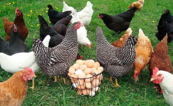 Несучки готові до зльоту: огляд ринку яєць в Україні